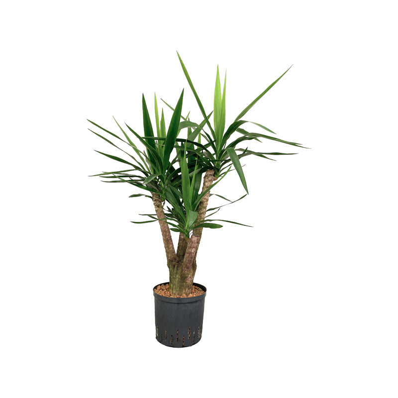Yucca elephantipes