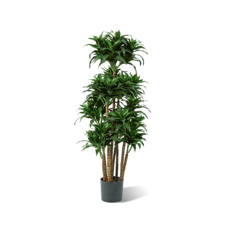 Dracaena fragrans künstlich