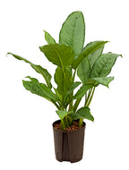 Aglaonema Commutatum Freeman