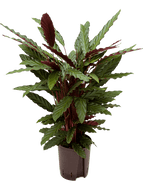 Calathea rufibarba 'Wavestar'