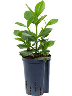 Clusia rosea Princess 1pp 60cm