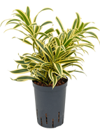 Dracaena (Pleomele) reflexa S.o.India