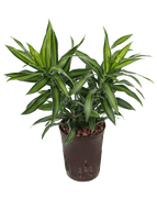 Dracaena ref. S.o.Jamaica