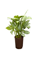 Aglaonema com. Christina 45cm