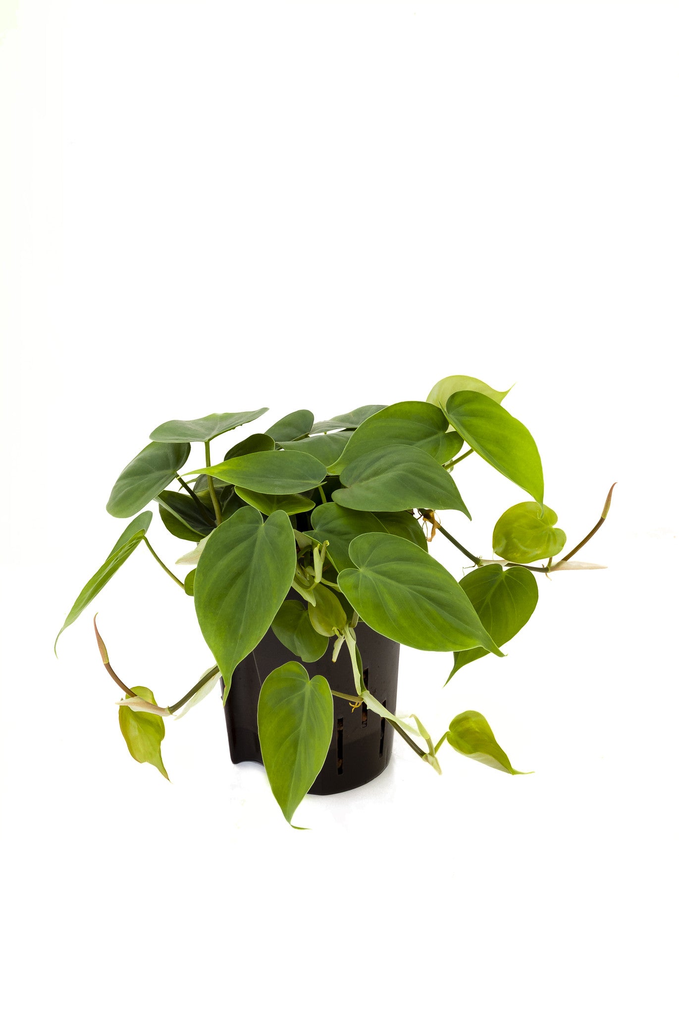 Philodendron scandens