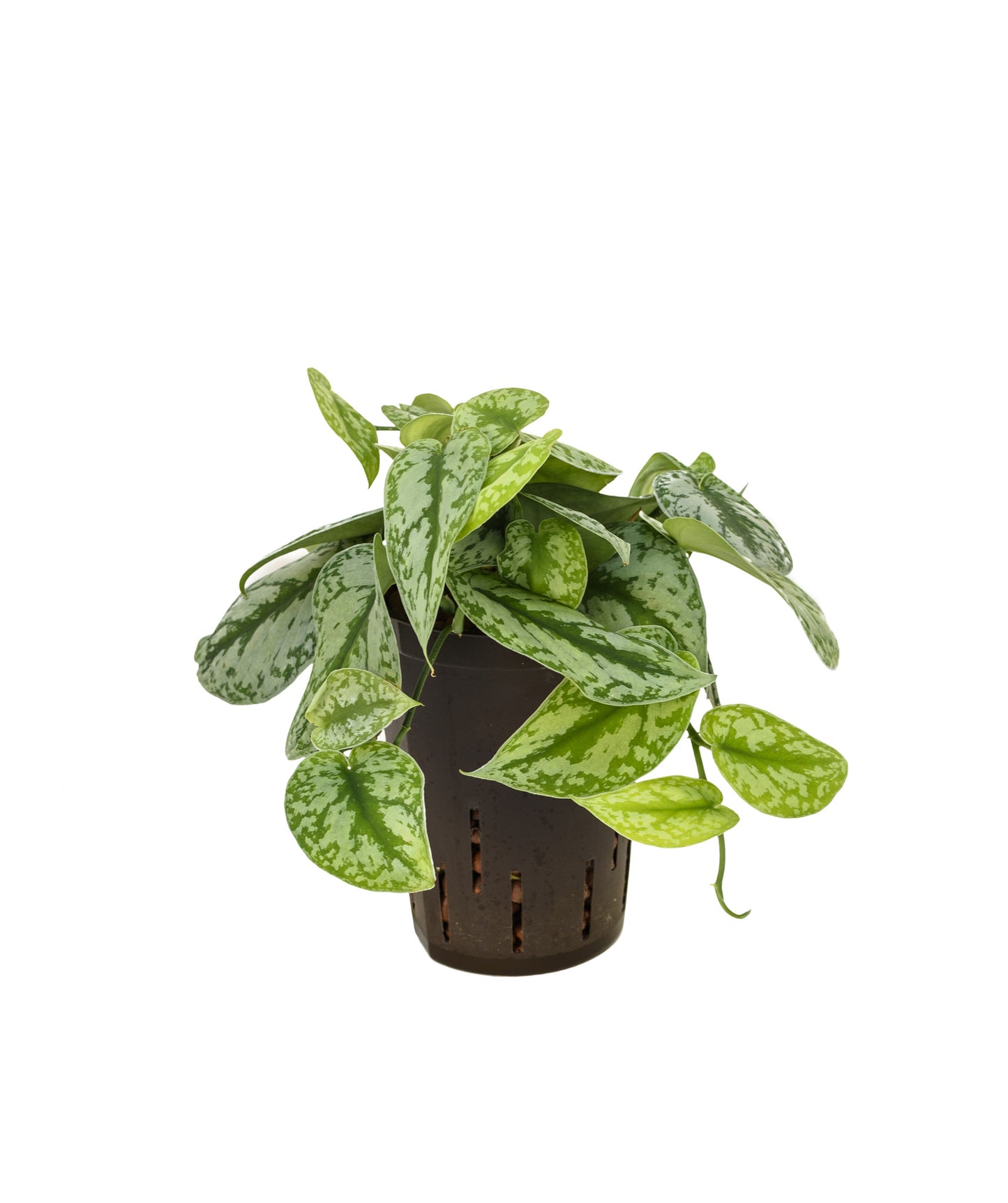 Scindapsus pictus (monstrosus)
