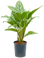 Aglaonema Stripes 50 cm 18 / 19