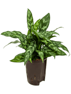 Aglaonema com. Maria 40 cm 15 /19