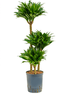 Dracaena Deremensis Compacta
