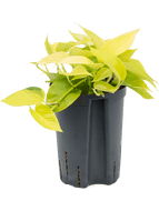 Epipremnum aureum Neon Hänger 15/19