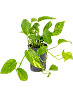 Epipremnum aureum