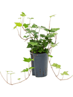 Hedera helix Montgomery 15 / 19