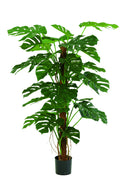 Monstera deliciosa 120cm