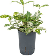 Dracaena godseffiana 50 cm