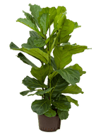 Ficus Lyrata