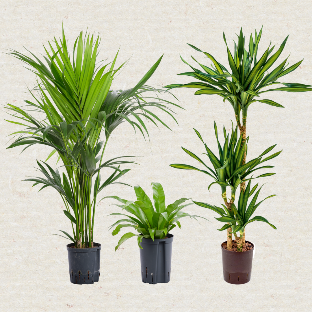 Pflanzen Hydrokultur