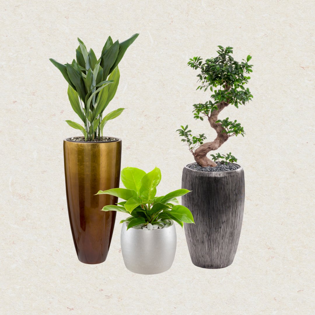 Luwasa Selection Indoor