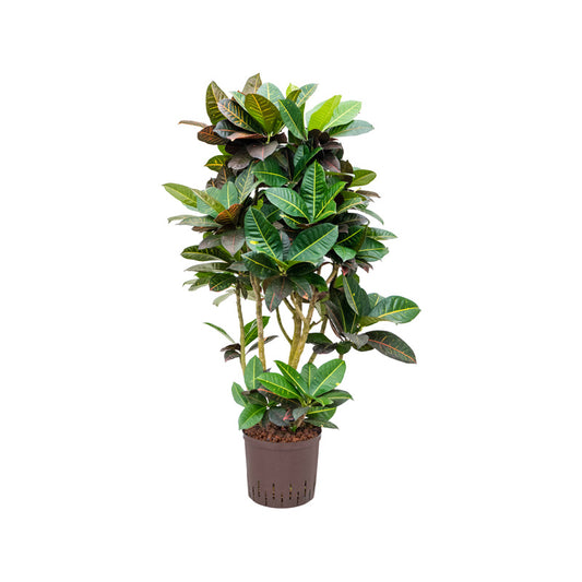 Codiaeum/Croton Petra