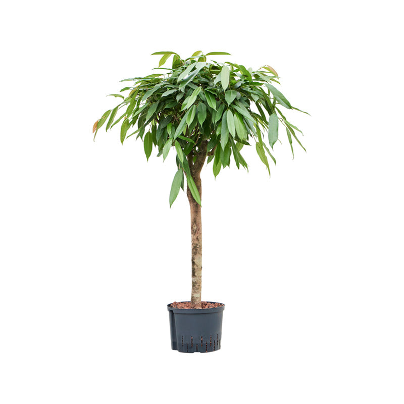 Ficus binn. Amstel King