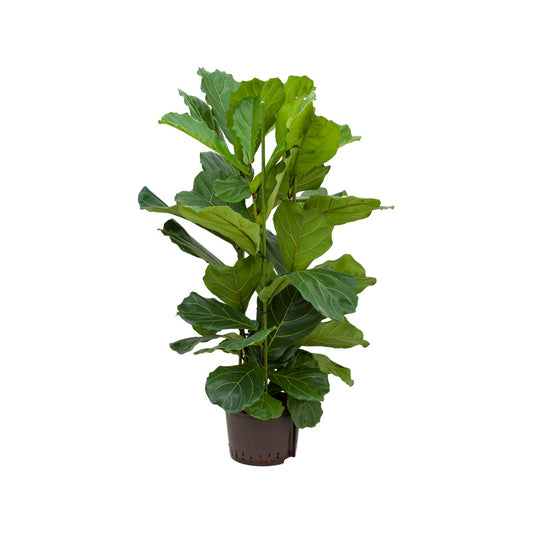 Ficus lyrata