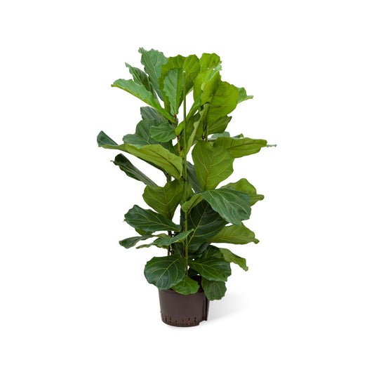 Ficus lyrata