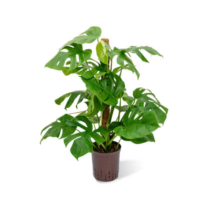 Monstera deliciosa Moosstab