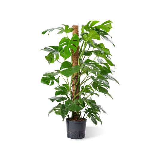 Monstera deliciosa Moosstab