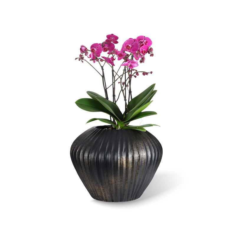 Morea Topf Ø45/34 black-gold