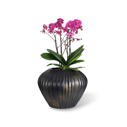 Morea Topf Ø45/34 black-gold