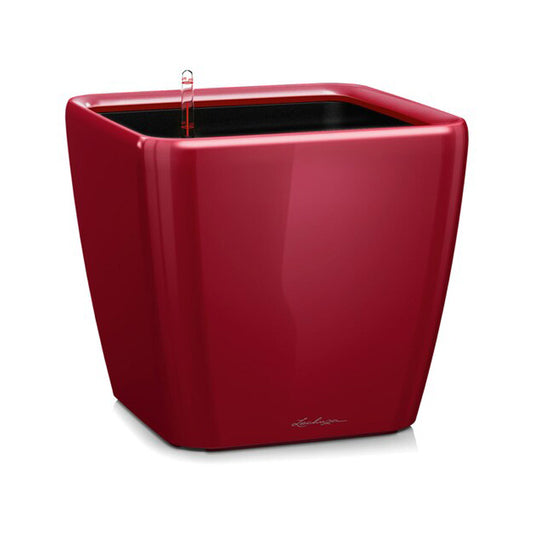 Lechuza Quadro scarlet rot