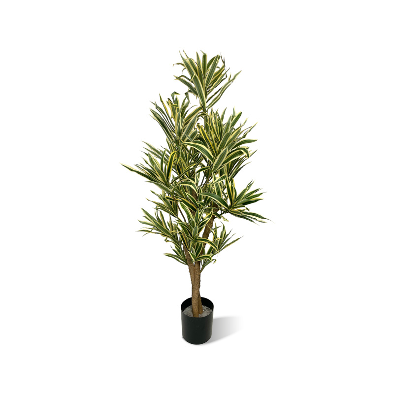 Dracaena reflexa künstlich – Luwasa shop