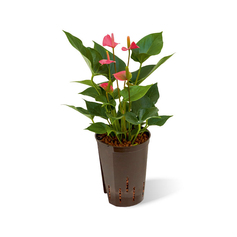 Anthurium rosa/pink