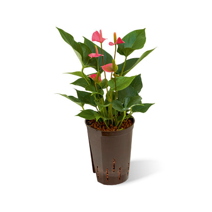 Anthurium rosa/pink