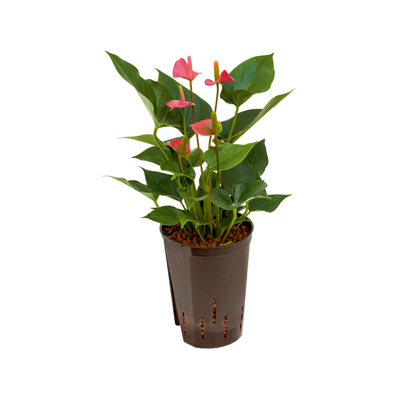 Anthurium rosa/pink 60cm