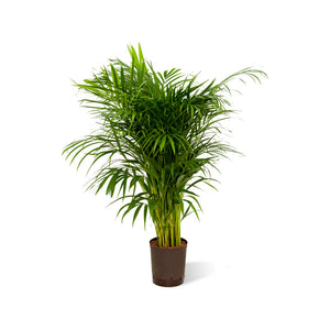 Chrysalidocarpus lut.Areca