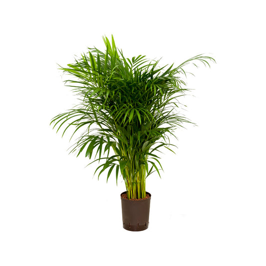 Chrysalidocarpus lut.Areca