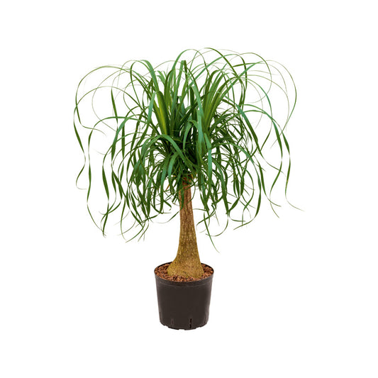Beaucarnea recurvata