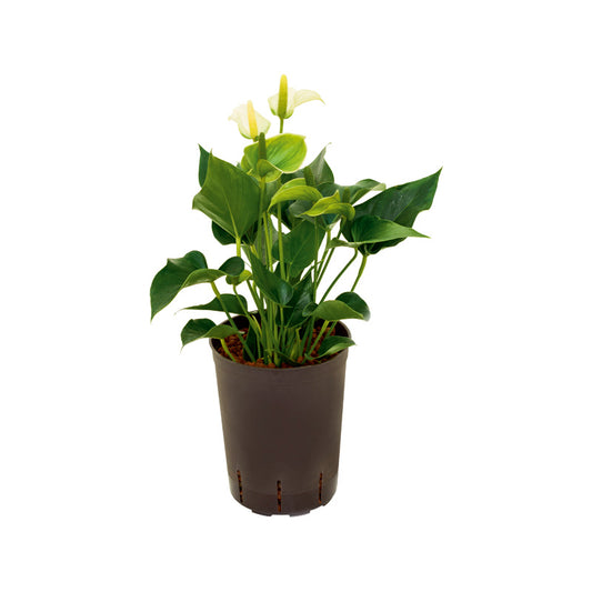 Anthurium weiss 60cm