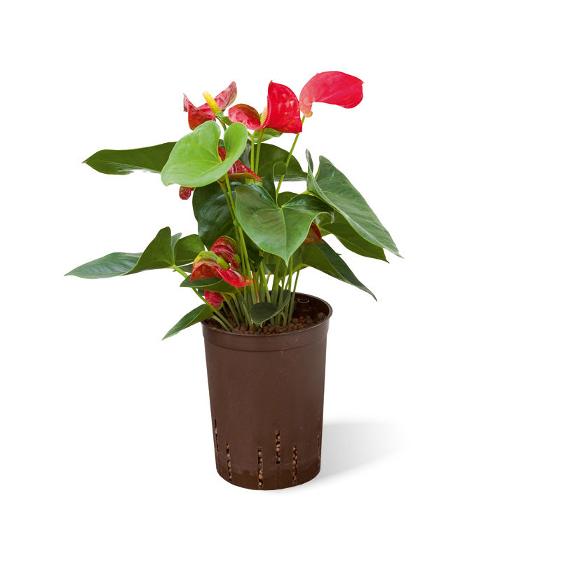 Anthurium rot