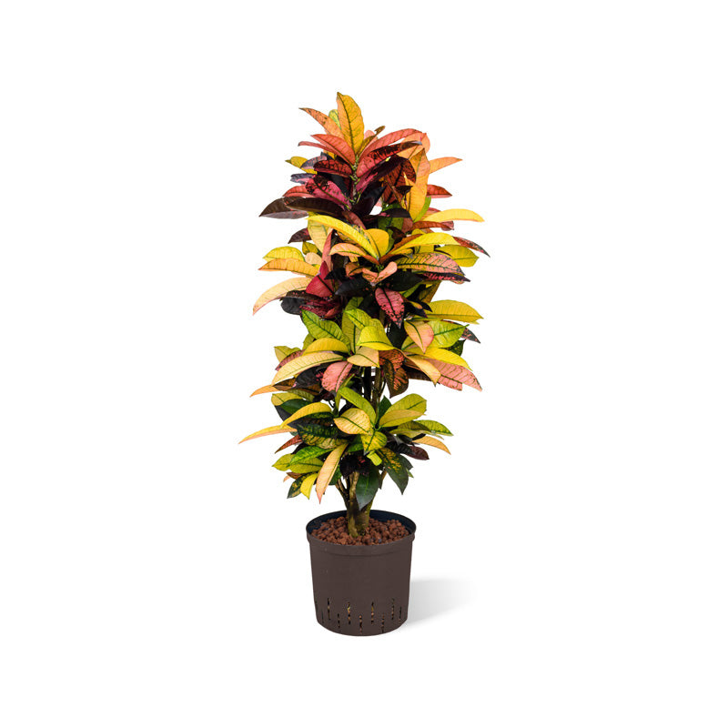 Codiaeum/Croton Iceton