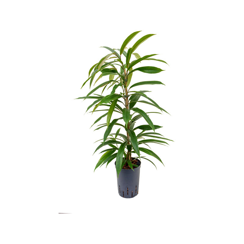 Ficus binn. Amstel King
