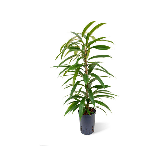 Ficus binn. Amstel King