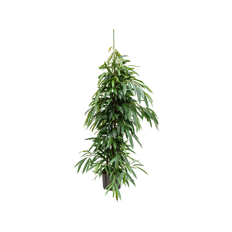 Ficus binn. Amstel King