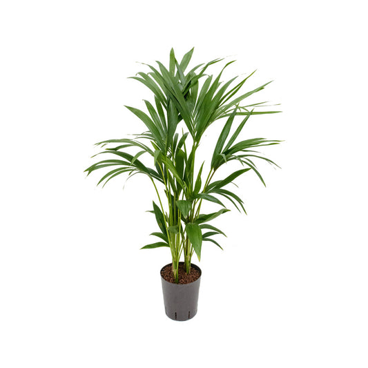 Howea forst.(Kentia)