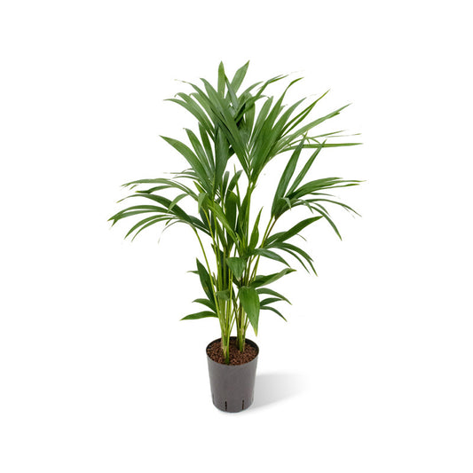 Howea forst.(Kentia)