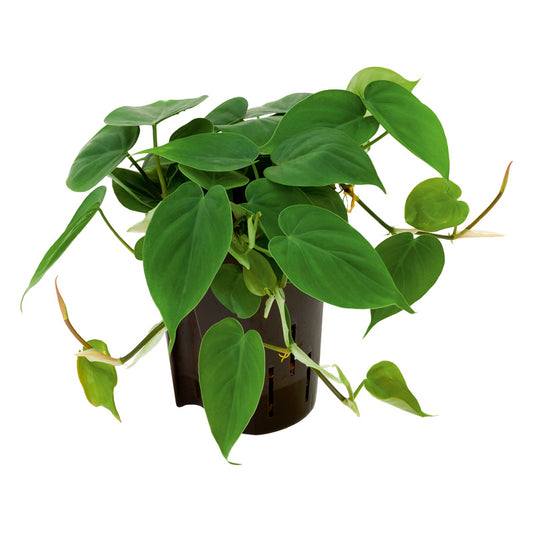 Philodendron scandens