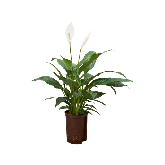 Spathiphyllum floribundum 40cm