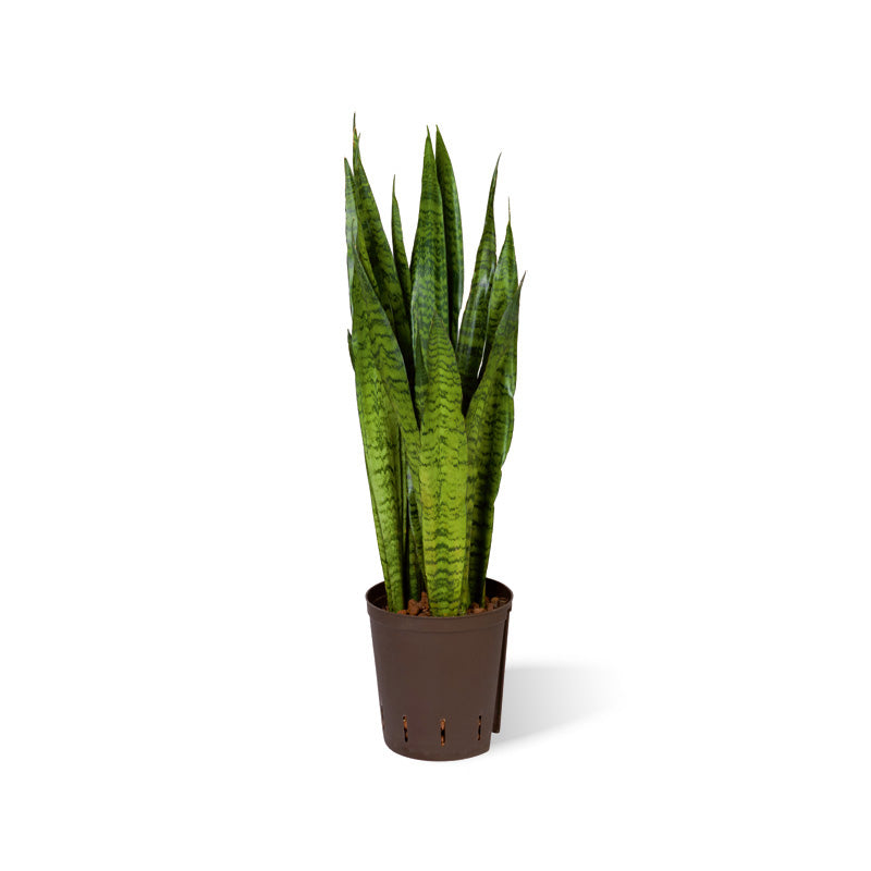 Sansevieria tr.zaylanica