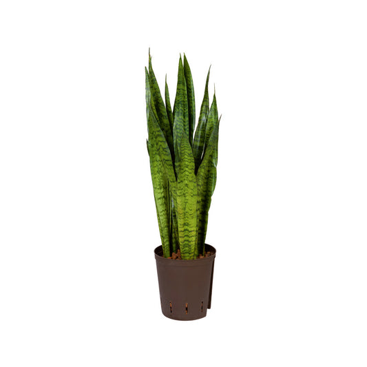 Sansevieria tr.zaylanica