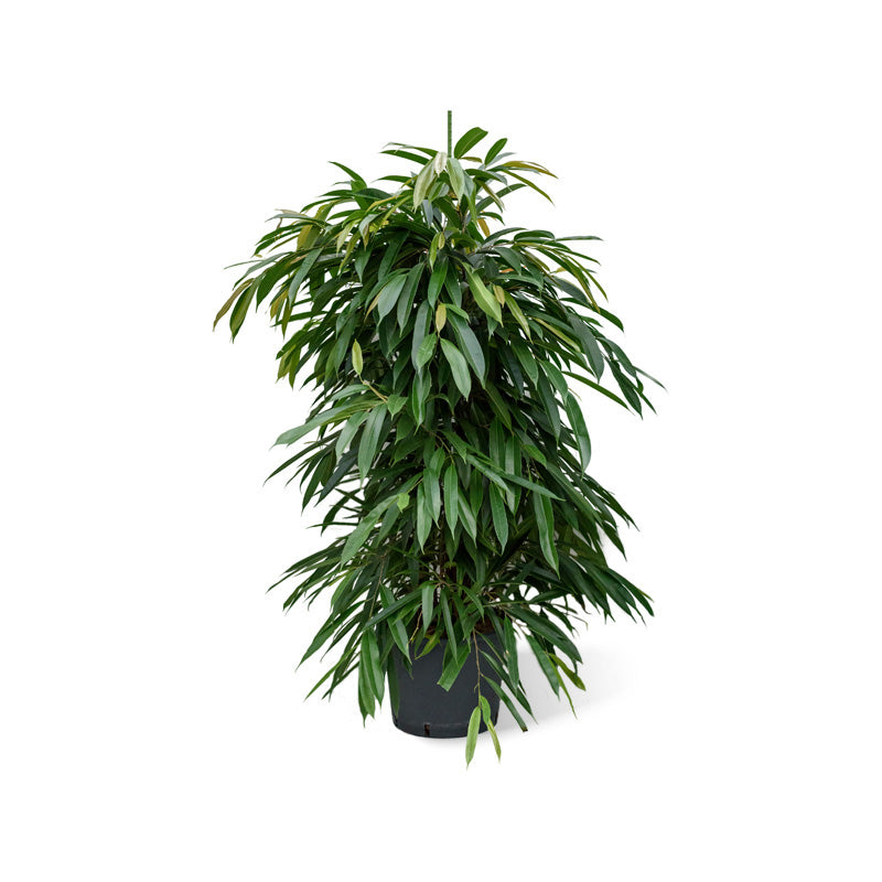 Ficus binn. Amstel King